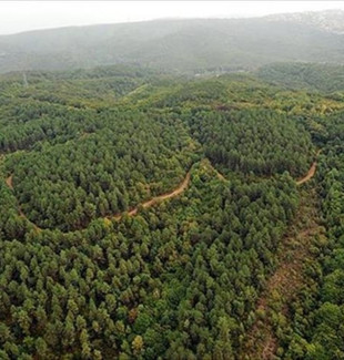 Resmi Gazete'de yayımlandı: 21 ilde bazı alanlar orman sınırları dışına çıkarıldı