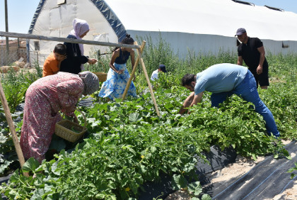 Bu çiftlikte para geçmiyor! Tarlada çalışan ücretsiz konaklıyor