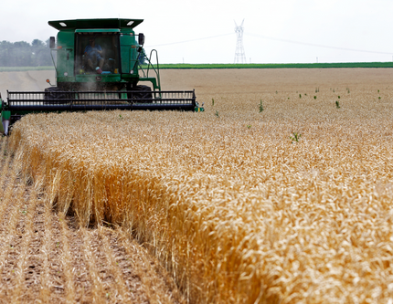 TZOB'dan arpa ve buğdayda alım fiyatının yükseltilmesi talebi