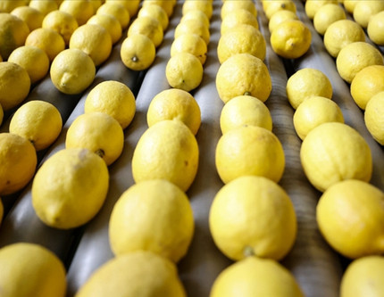 Limon ve elma ihracatına izin şartı getirildi