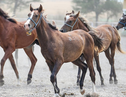TİGEM 15 safkan Arap koşu tayı satacak