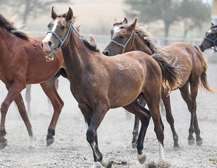 TİGEM 59 safkan Arap koşu tayı satacak