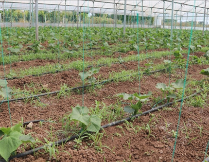Batman'a 3 milyar liralık sera organize tarım bölgesi yatırımı