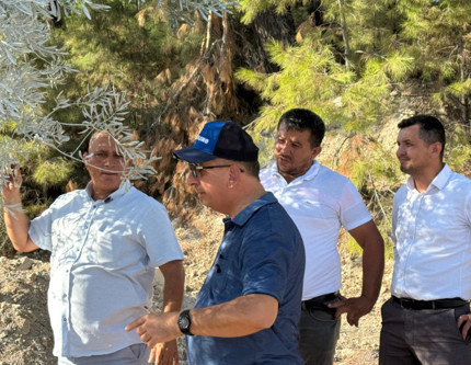 İlk zeytin ağacı taşıma projesi: Bilimsel yöntemlerle taşınan ağaç 1-2 yıl içinde meyve verecek
