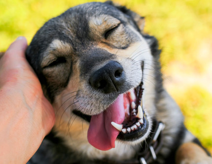 İtalya’da turistlerin köpeklerine vergi geliyor