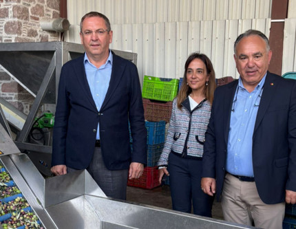"Hasat sonrası zeytinyağı fiyatı yüzde 10 artabilir"