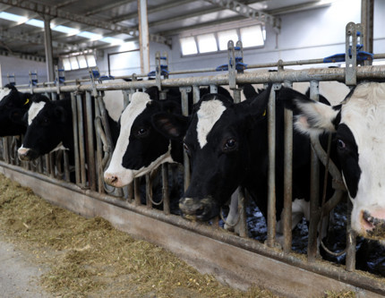 4 yıl önce 20 inekle başladı, şimdi günde 1 ton süt üretiyor