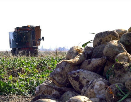 Şekerde yeni kotalar belirlendi