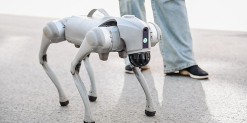 Robot köpekleri gezdirene saatlik 20 dolar: Aşırı ısınırsa sırtlayıp taşıyacaklar