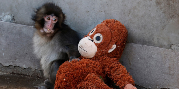 Punch’ın sarıldığı peluş koleksiyon parçasına dönüştü, 20 dolarlık IKEA oyuncağı 350 dolara çıktı