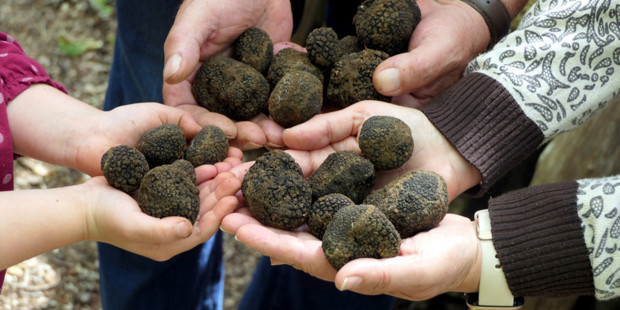 Türkiye'de 9 ilden topluyor, kilosunu 8 bin liradan Avrupa'ya satıyor