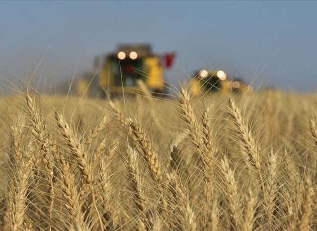 Buğdayda yeni dönem: TMO stokları günlük satışa açılıyor