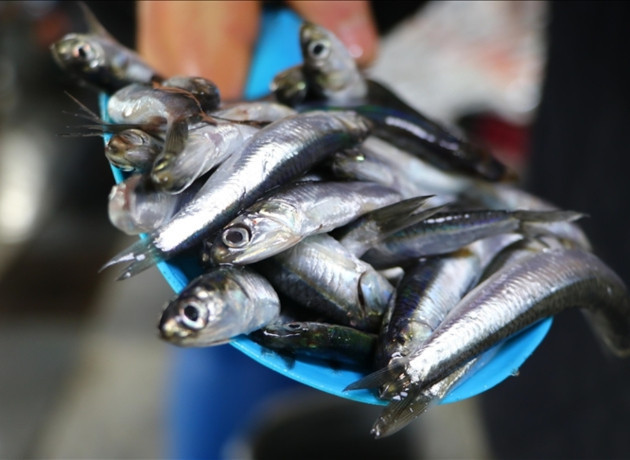 Hamside fiyat yukarı yönlü: Trabzon’da 100, Samsun’da 150 liradan satılıyor