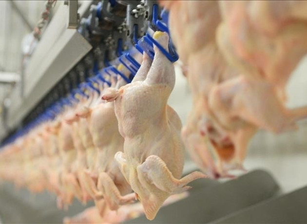 Tavuk ihracatı durduruldu