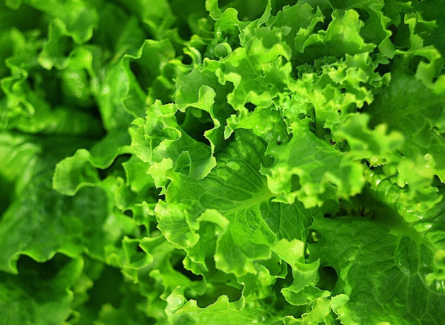 Şubatta markette 41 ürünün 28’ine zam: Marul zirvede