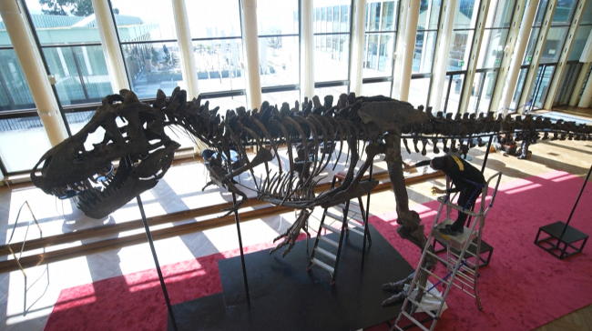 T-rex iskeleti rekor fiyata satıldı: 50,1 milyon dolarla tarihin en pahalı dinozor fosili oldu - Resim: 3