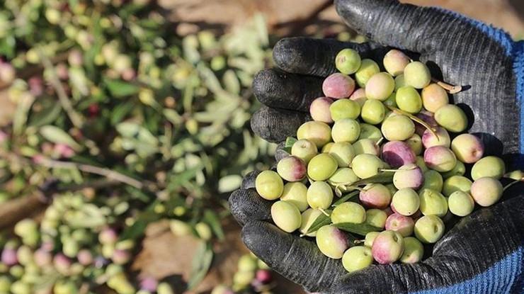 Bu yıl 3,6 milyon tonluk zeytin rekoltesi bekleniyor