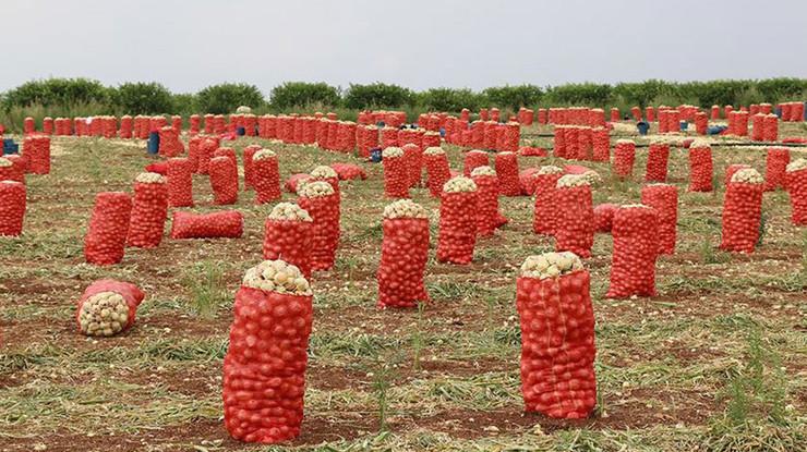 Patates ve soğana '30 kilogram' standardı