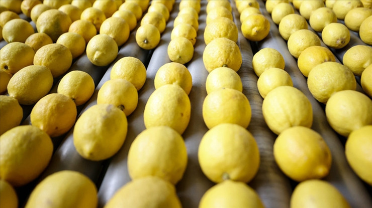 Limon ve elma ihracatına izin şartı getirildi
