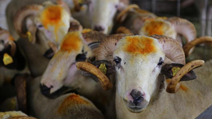 Bakan Yumaklı, kurbanlık fiyatlarında spekülasyona karşı uyardı
