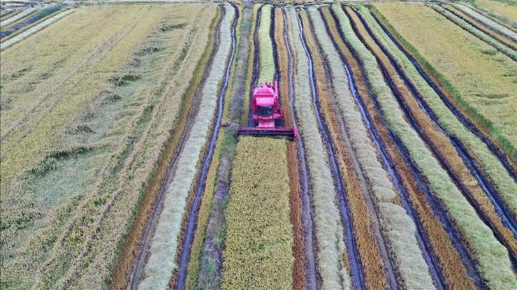 Çiftçilere 865 milyon liralık destekleme ödemesi bugün yapılacak