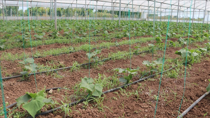 Batman'a 3 milyar liralık sera organize tarım bölgesi yatırımı