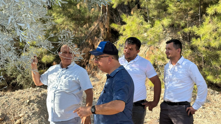 İlk zeytin ağacı taşıma projesi: Bilimsel yöntemlerle taşınan ağaç 1-2 yıl içinde meyve verecek