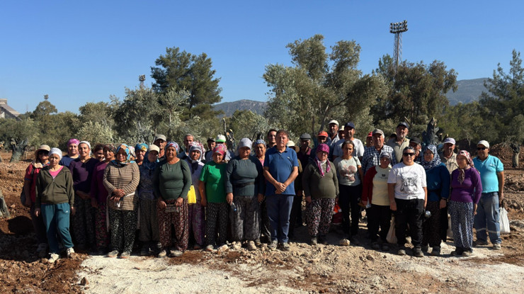 Bölge halkı taşınan zeytinleri yerinde gördü