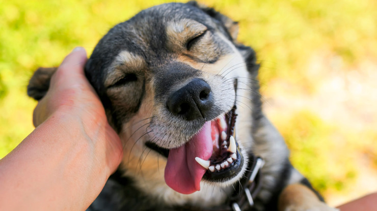 İtalya’da turistlerin köpeklerine vergi geliyor