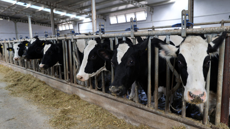 4 yıl önce 20 inekle başladı, şimdi günde 1 ton süt üretiyor