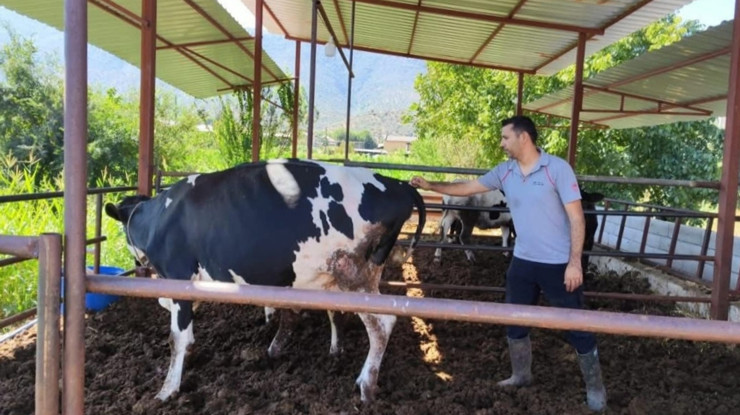 Milas'ta şap hastalığı alarmı: 11 mahalle karantinaya alındı