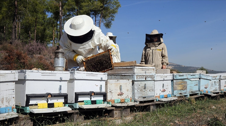 Arıcılara mesleki standart geliyor