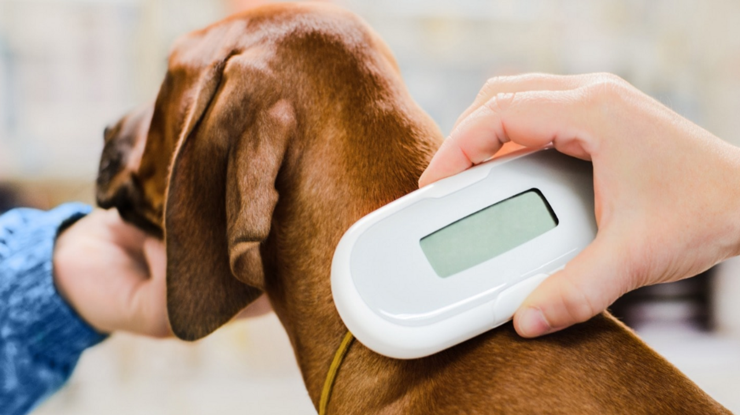 Evcil hayvan sahipleri dikkat! Son gün 31 Aralık: Yaptırmayana para cezası var