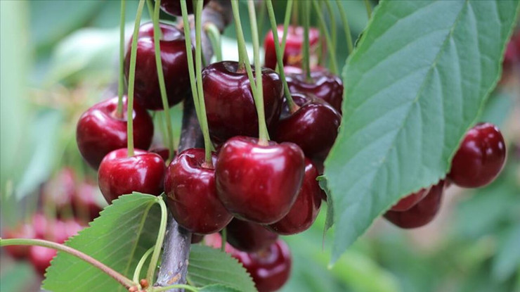 Yılın ilk kirazı satışa çıktı: Kutusu 495 bin TL