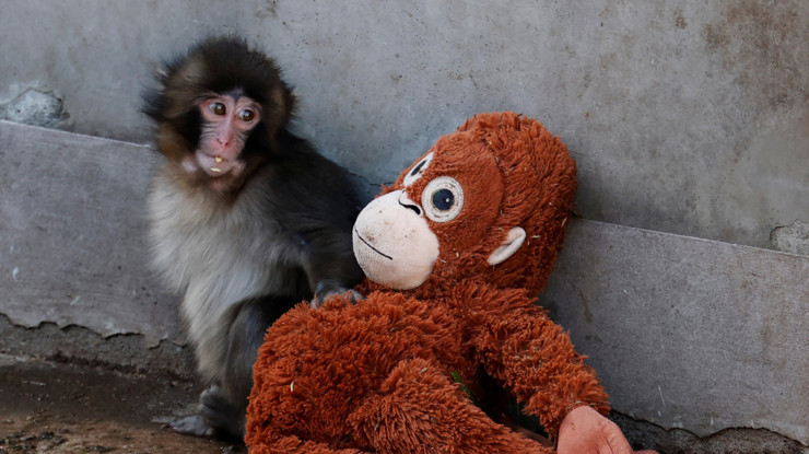 Punch’ın sarıldığı peluş koleksiyon parçasına dönüştü, 20 dolarlık IKEA oyuncağı 350 dolara çıktı