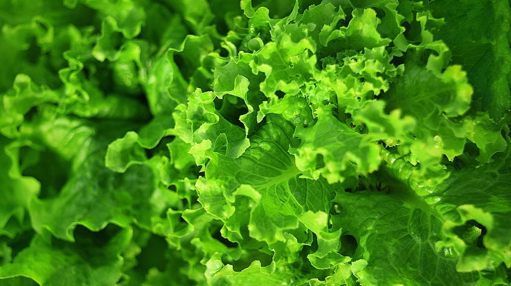 Şubatta markette 41 ürünün 28’ine zam: Marul zirvede