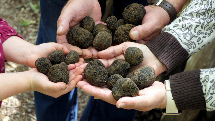 Türkiye'de 9 ilden topluyor, kilosunu 8 bin liradan Avrupa'ya satıyor