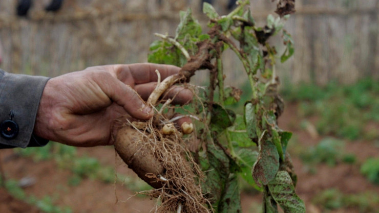 Patates, şeker pancarı ve ay&ccedil;i&ccedil;eği... Yaz mahsullerinde hektar başına verimde korkutan d&uuml;ş&uuml;ş - Resim : 1