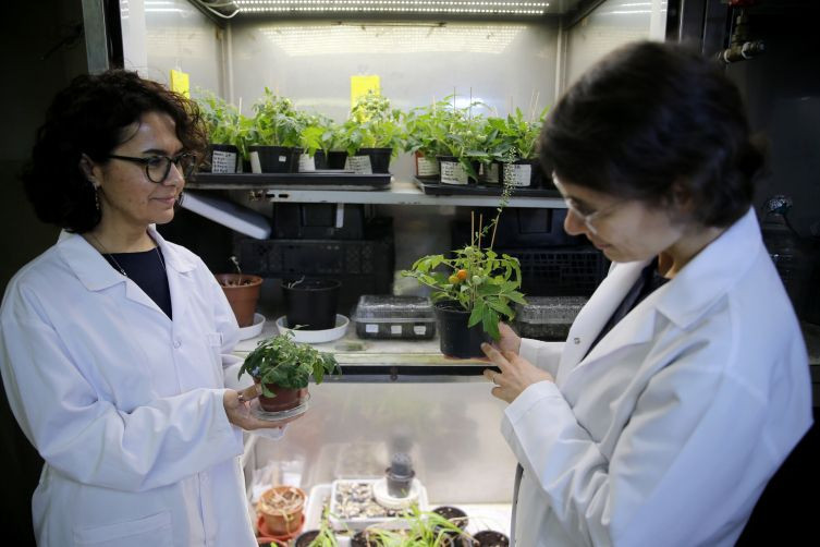 Uzay kolonileri için tarım deneyi: Türk bilim insanları Ay ve Mars toprağı benzerinde domates yetiştirdi - Resim: 2