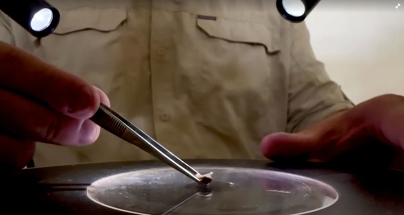 Brezilya'da 240 milyon yaşında 9.5 milimetrelik yeni bir tür fosil kafatası keşfedildi - Resim: 2