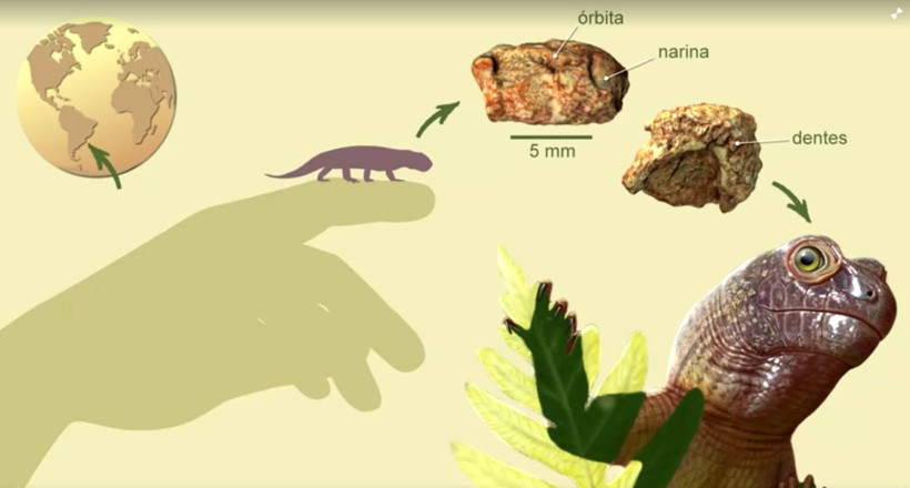 Brezilya'da 240 milyon yaşında 9.5 milimetrelik yeni bir tür fosil kafatası keşfedildi - Resim: 7