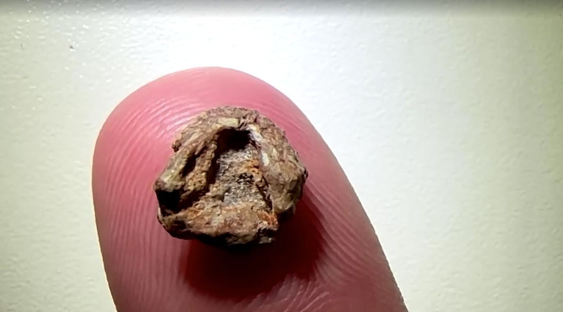 Brezilya'da 240 milyon yaşında 9.5 milimetrelik yeni bir tür fosil kafatası keşfedildi - Resim: 5