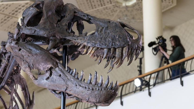 T-rex iskeleti rekor fiyata satıldı: 50,1 milyon dolarla tarihin en pahalı dinozor fosili oldu - Resim: 1