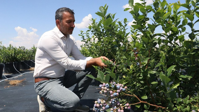 Saksıda yetiştirdi, ithal ürünlere rakip oldu! '30'a yakın çeşit var' - Resim: 5