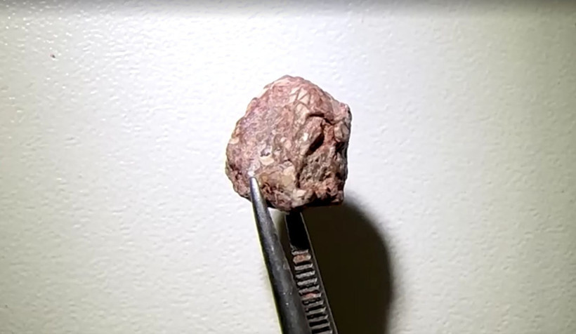 Brezilya'da 240 milyon yaşında 9.5 milimetrelik yeni bir tür fosil kafatası keşfedildi - Resim: 1