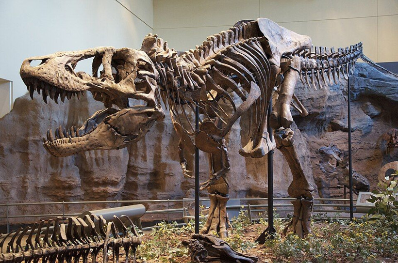 T-rex iskeleti rekor fiyata satıldı: 50,1 milyon dolarla tarihin en pahalı dinozor fosili oldu - Resim: 4