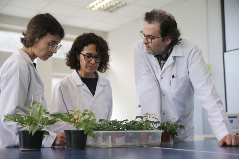 Uzay kolonileri için tarım deneyi: Türk bilim insanları Ay ve Mars toprağı benzerinde domates yetiştirdi - Resim: 4