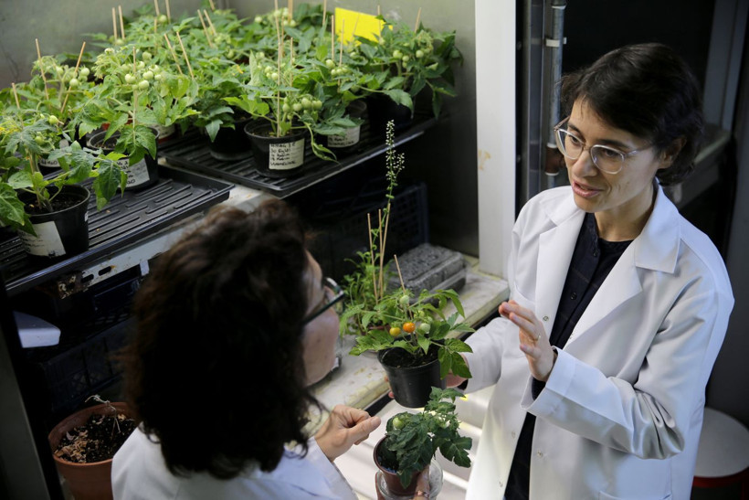 Uzay kolonileri için tarım deneyi: Türk bilim insanları Ay ve Mars toprağı benzerinde domates yetiştirdi - Resim: 5