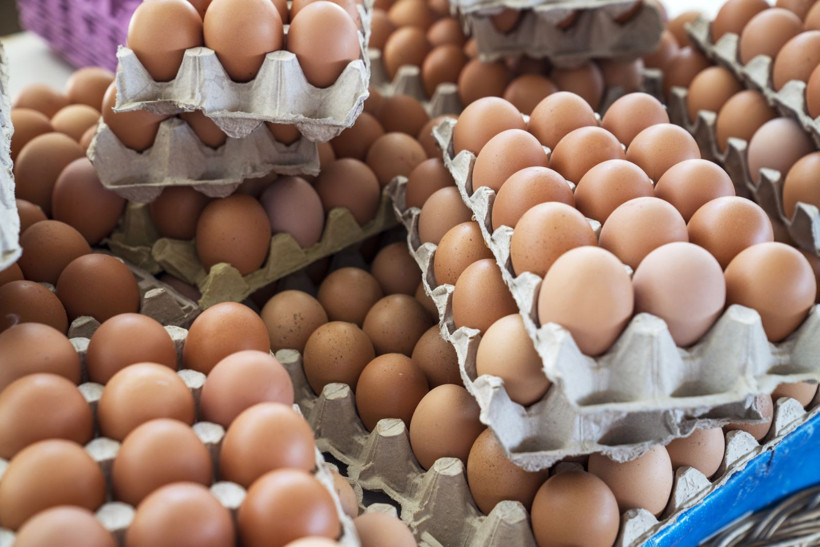 Salmonella salgını büyüyor! 8 ülkeye yayıldı, 306 kişi hastalandı - Resim: 3