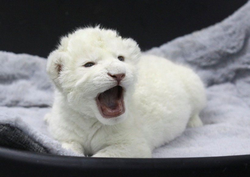 Fotoğraflarla dünya gündemindeki ilginç haberler - 2 Aralık 2025 - Resim: 14